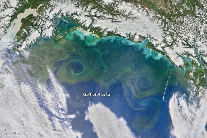 Satellite view of a phytoplankton bloom in the Gulf of Alaska